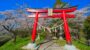 【お花見】大高山神社（白石川堤一目千本桜）